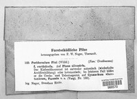 Cronartium pini image